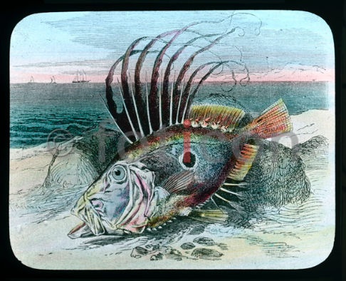 Petersfisch | Peter Fish (foticon-600-simon-meer-363-048.jpg)
